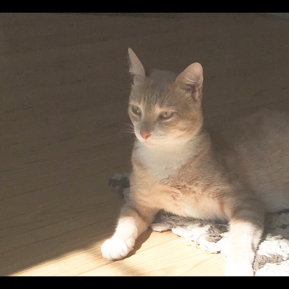 MEET YOUR POSHER - Picture 5 of 7